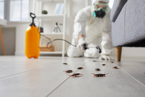 Commercial Kitchen Cockroach Control in Lordship